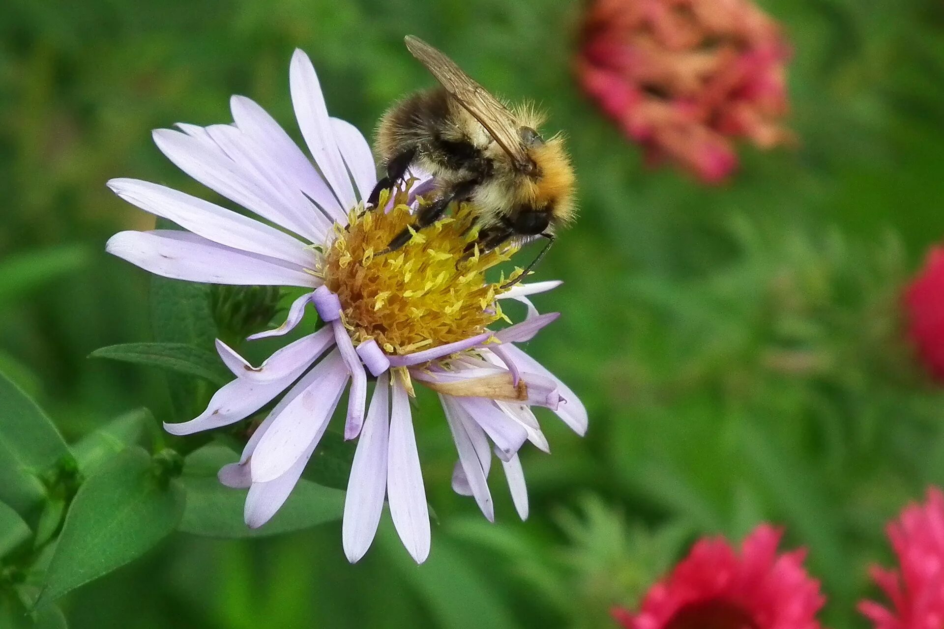 Honey meadow. Шмель полевой. Пчела Луговая. Насекомые Луга пчела. Пчелы на Поляне.