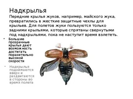 Долго крыл