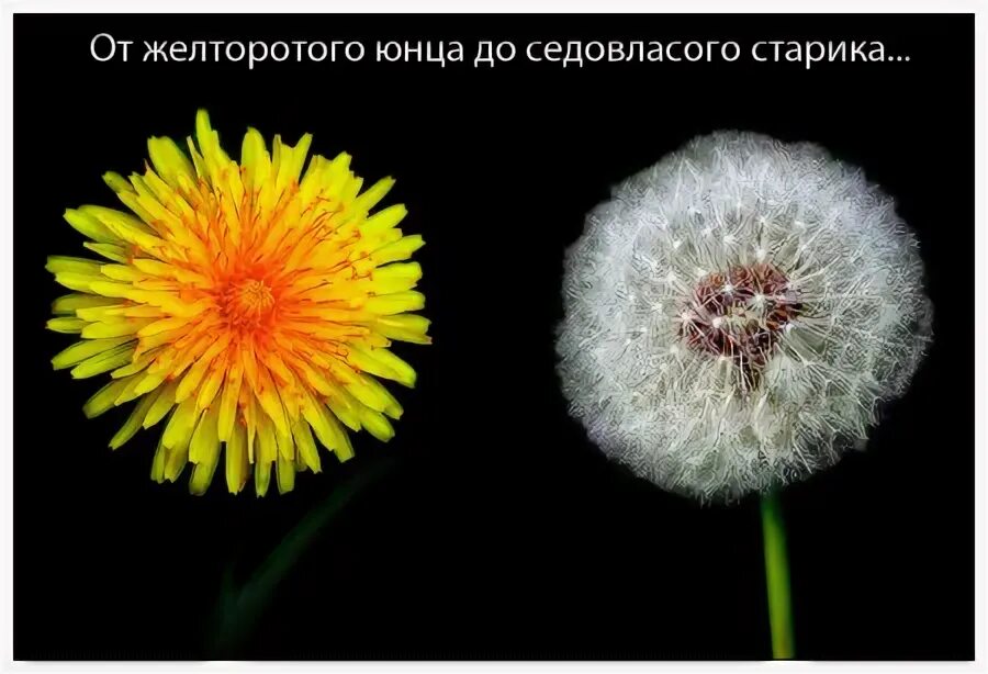Одуванчик цитаты афоризмы. Прикольный одуванчик. цитаты про одуванчики. жизнь одуванчика. смешная фраза к одуванчиками.