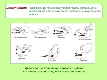 Особенности зубной системы млекопитающих