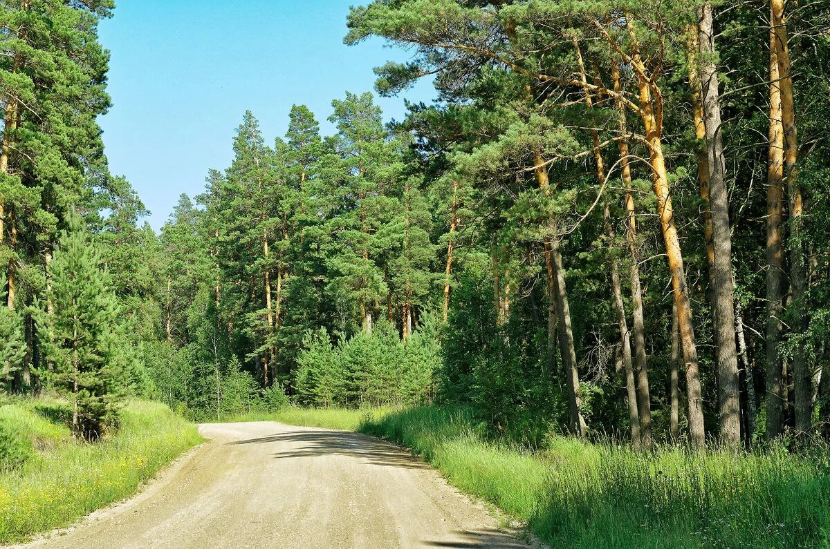 сосновый бор очер. шишкин бор устюженский район. абросимовский бор. новая таволжанка сосновый бор. сосновый бор дорога.