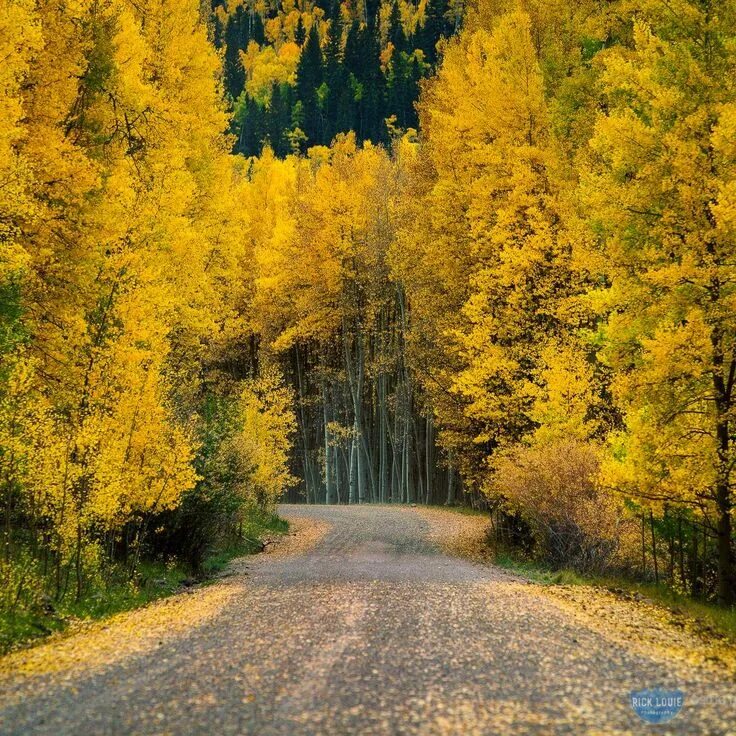 Осенний лес. Природа осень. Осень в лесу. Лес осенью. Autumn is beautiful