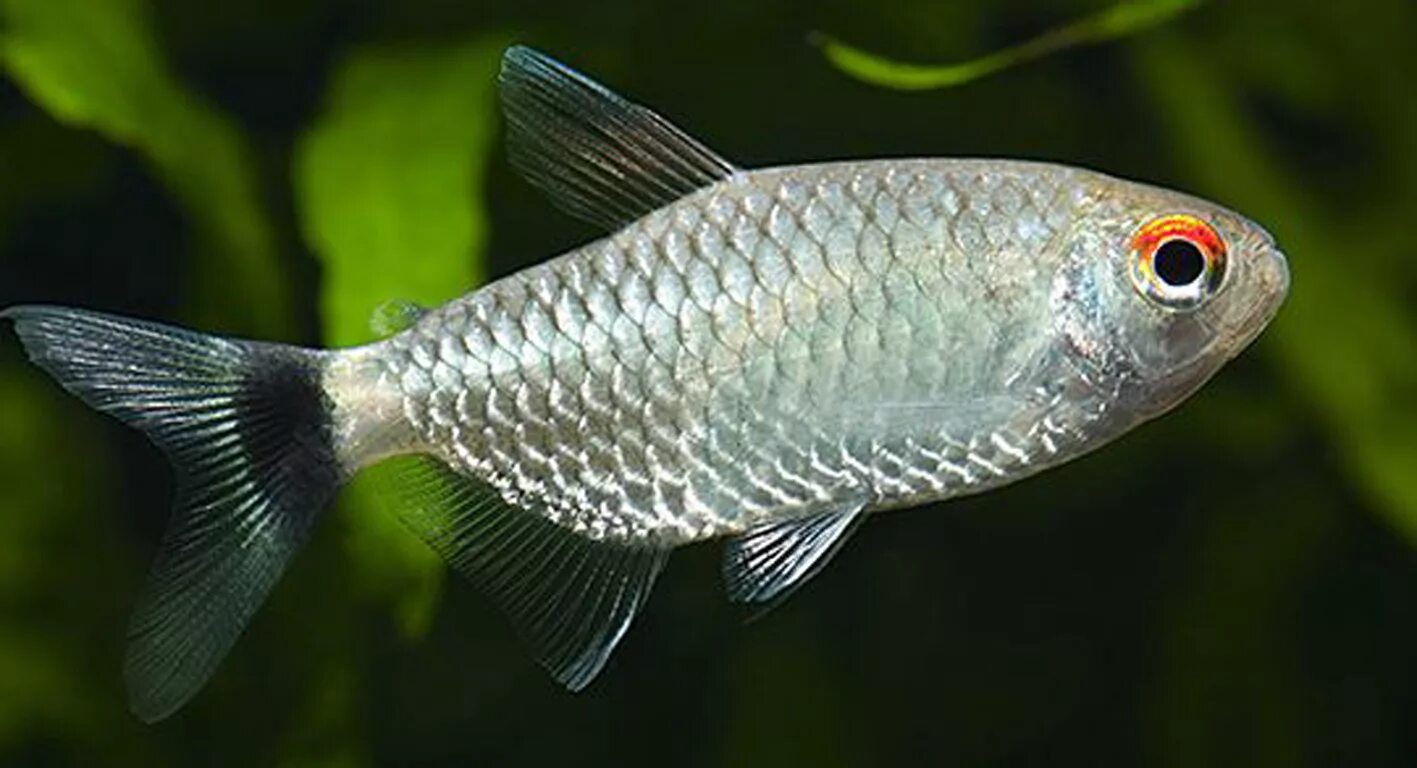 серебристая аквариумная рыбка. серебристая аквариумная рыбка. харациновые аквариумные рыбки моенкаузия олиголепис. пиранья серебристый метиннис. белая гурами аквариумная рыбка.