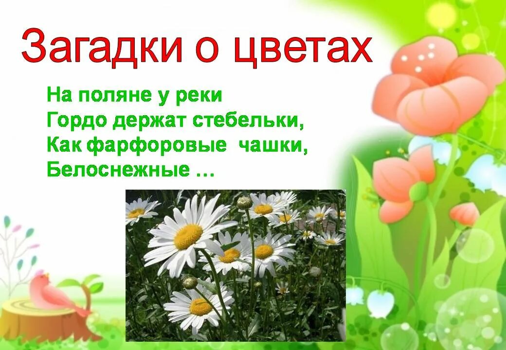 Загадки про цветы для дошкольников. Загадки о цветах для детей. Загадки по цветы для дошкольников. Загадки про цветы и растения. Загадки про растения для детей.