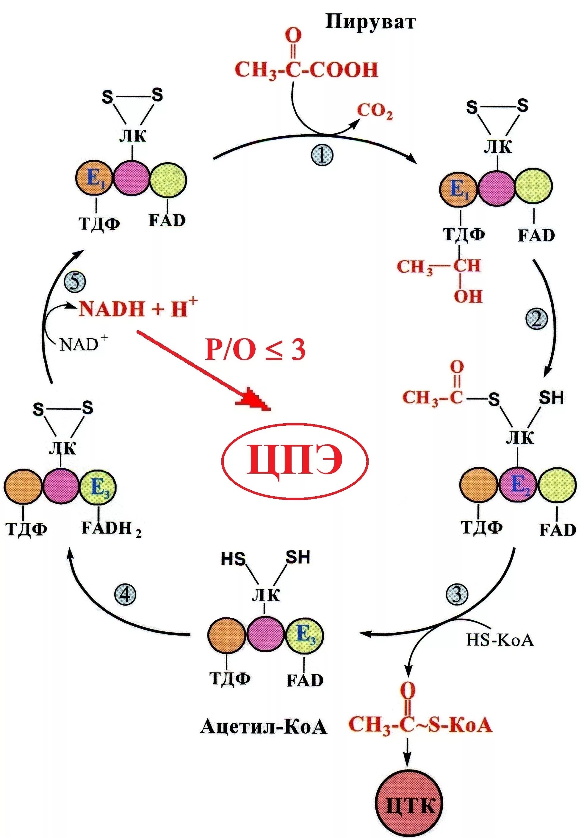 Специфические пути катаболизма. Пируват в ацетил коа. Пируват в ацетил коа. Реакция превращения пвк в ацетил коа. Ацетил коа цикл кребса.