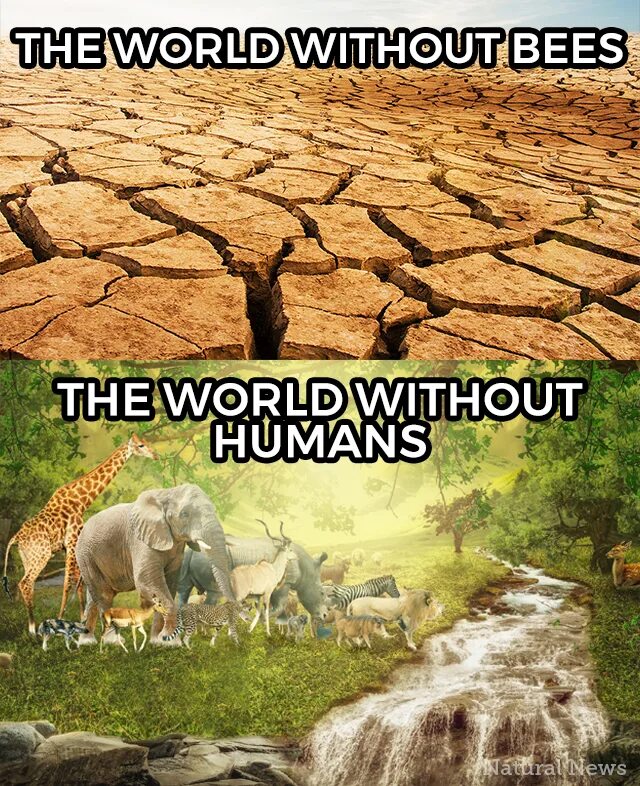 Without humanity. The World without. World without Humans. World without people. Life without Humans.