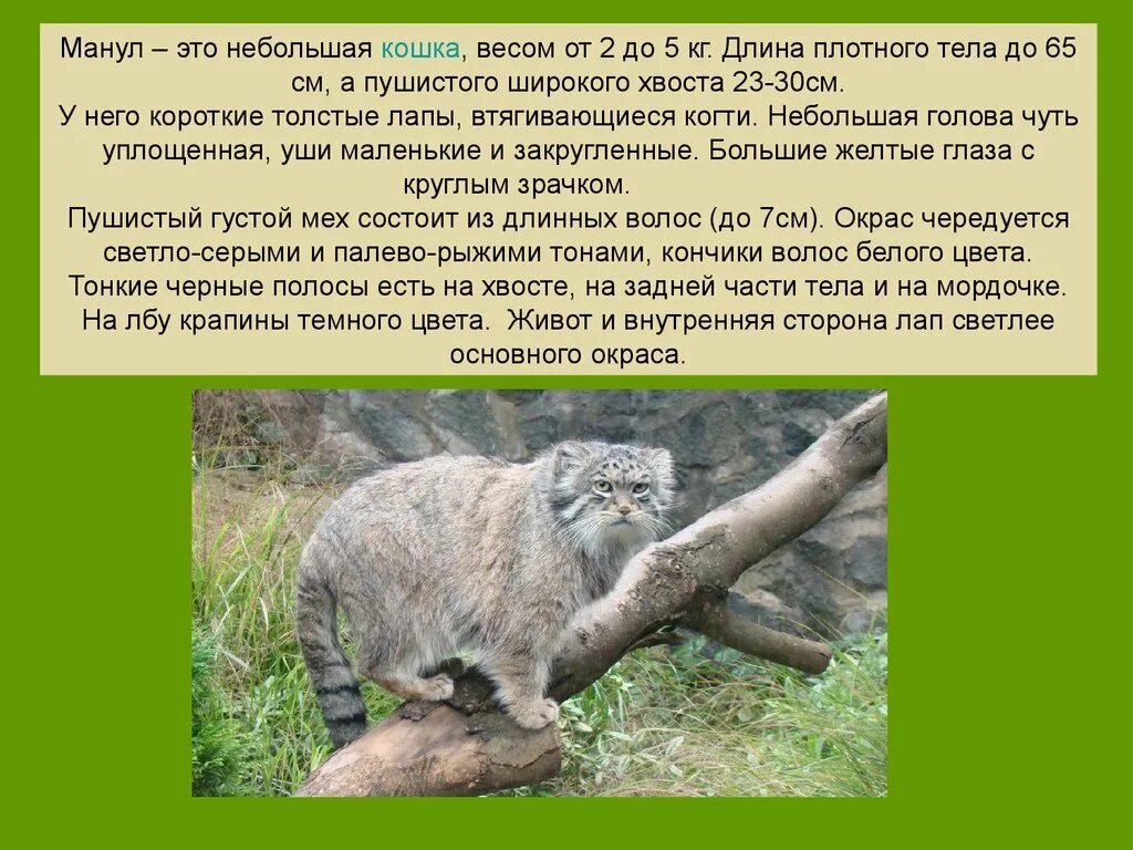 Манул почему в красной книге. Доклад о животных международной красной книги. рассказ о животных из международной красной книги. окружающий мир сообщение о животном из красной книги. доклад о животном в красной книге.