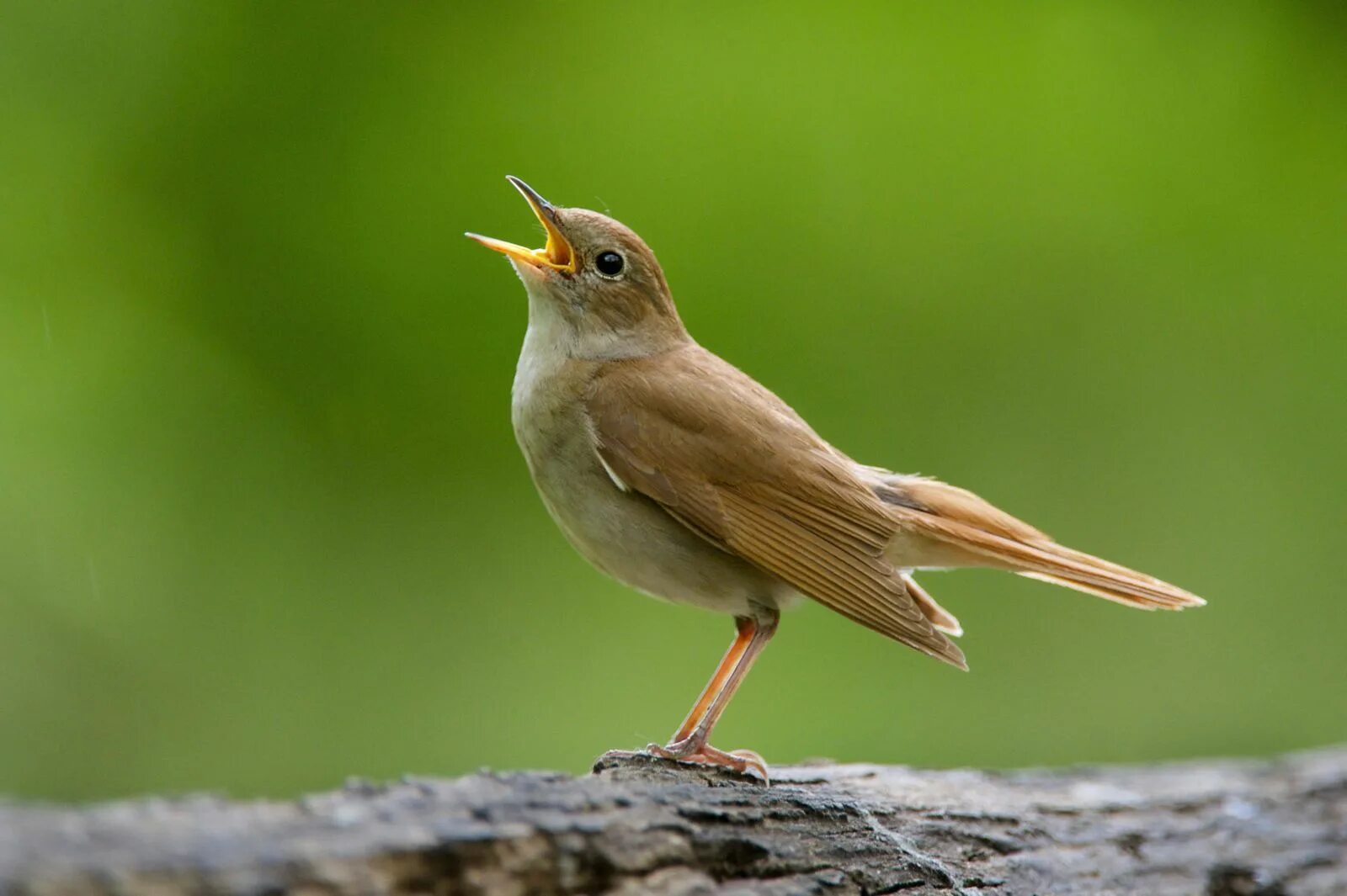 Обыкновенный Соловей. Соловей птичка. Голоса птиц. Соловей фото. Звук bird