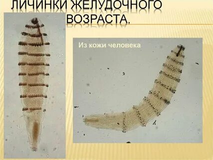 Личинка первого возраста