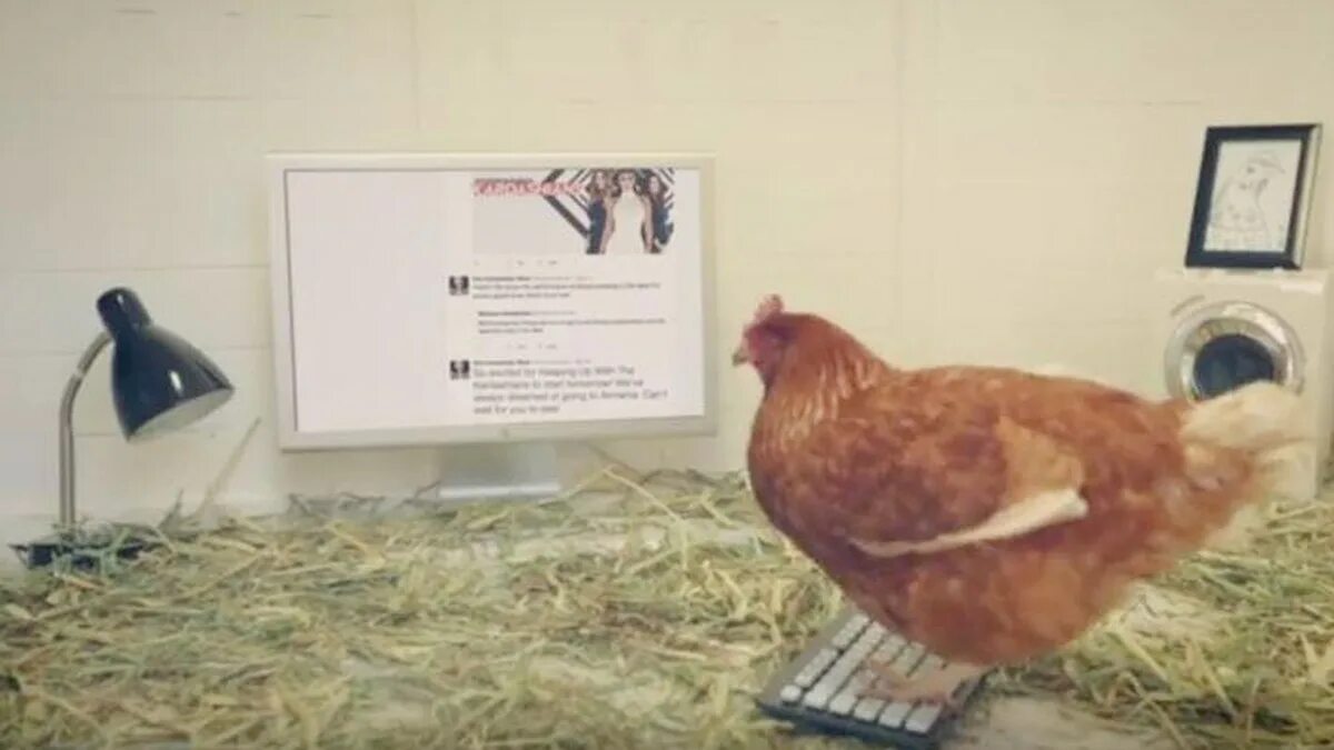 Курица в кабинете. Живая курица в квартире. Благодаря технологиям курица может жить.