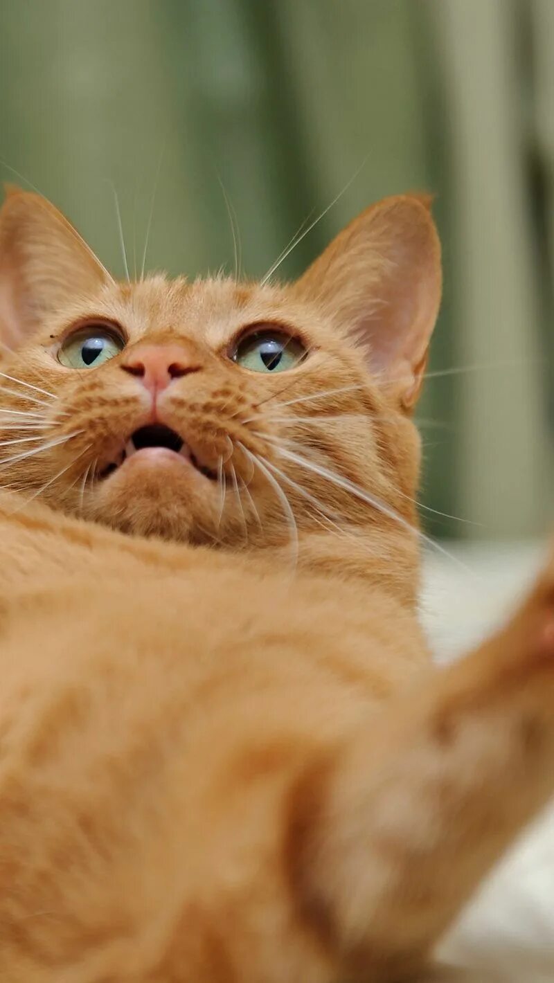 Коты рыжие веселые