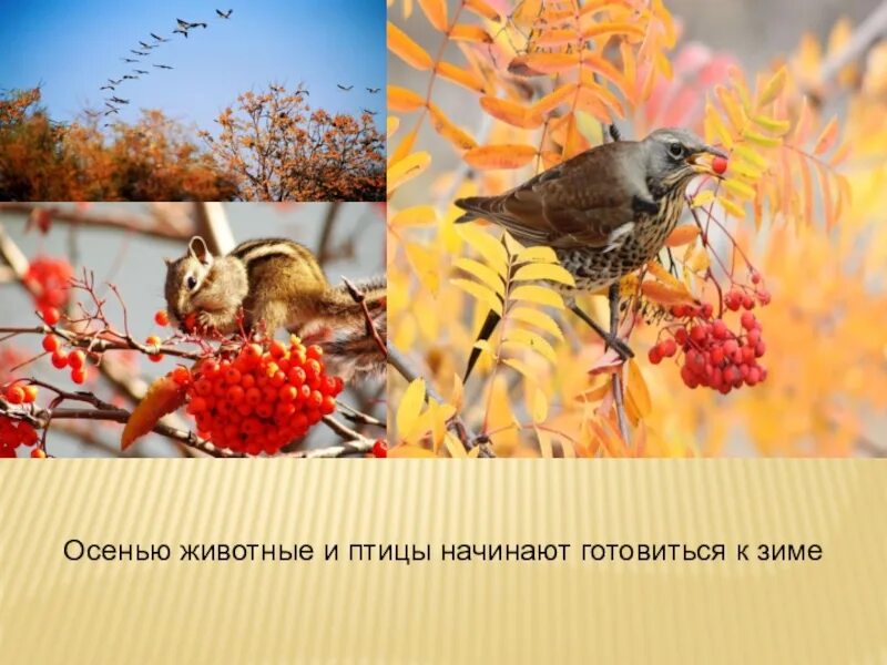 Птицы готовятся к зиме. День кормления птиц. Как зимуют птицы. Зимующие птицы и животные. Звери и птицы готовятся к зиме.