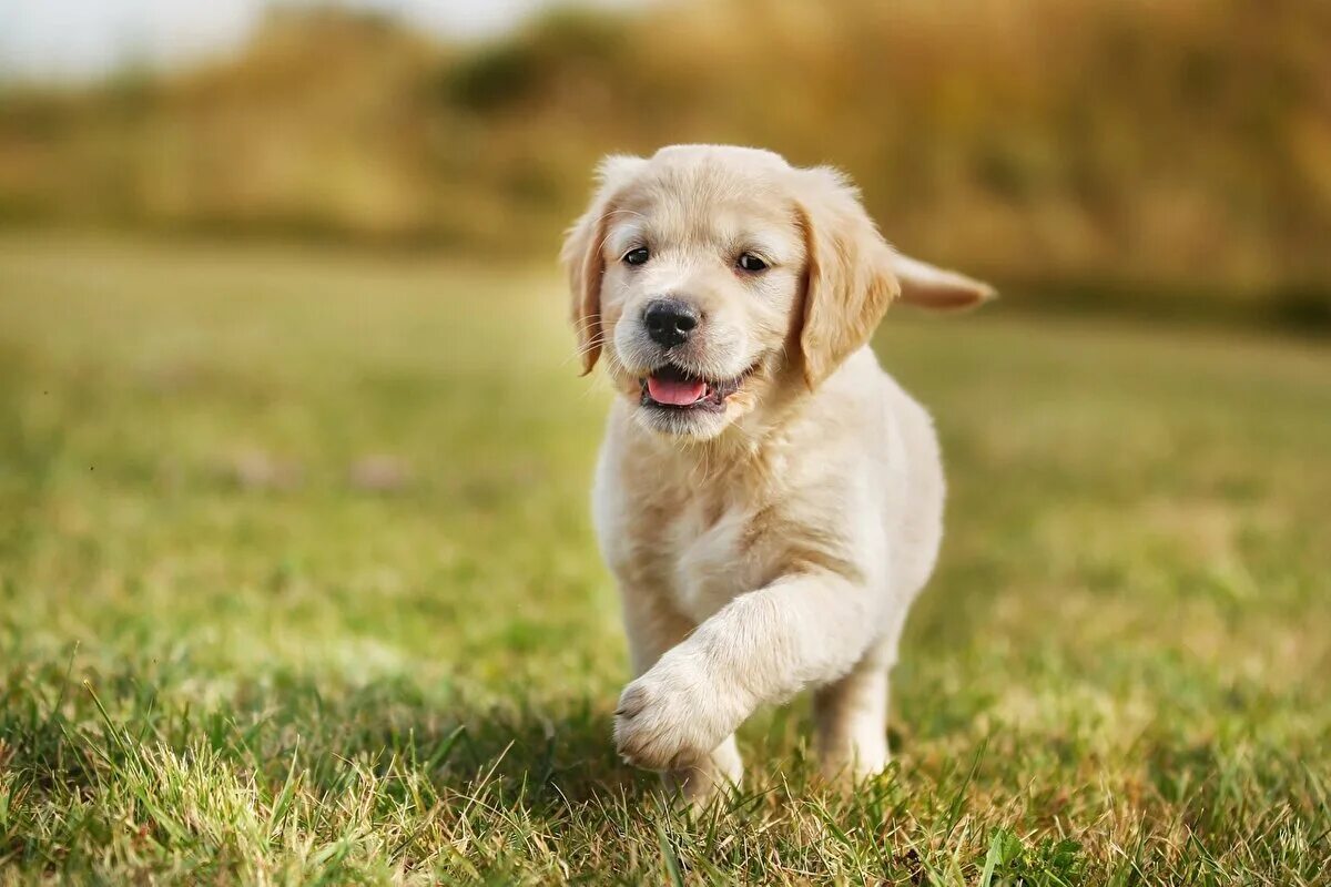 Красивые собаки. The dog is animal. Домашние собаки. Собака нюхает. Обои с собаками.