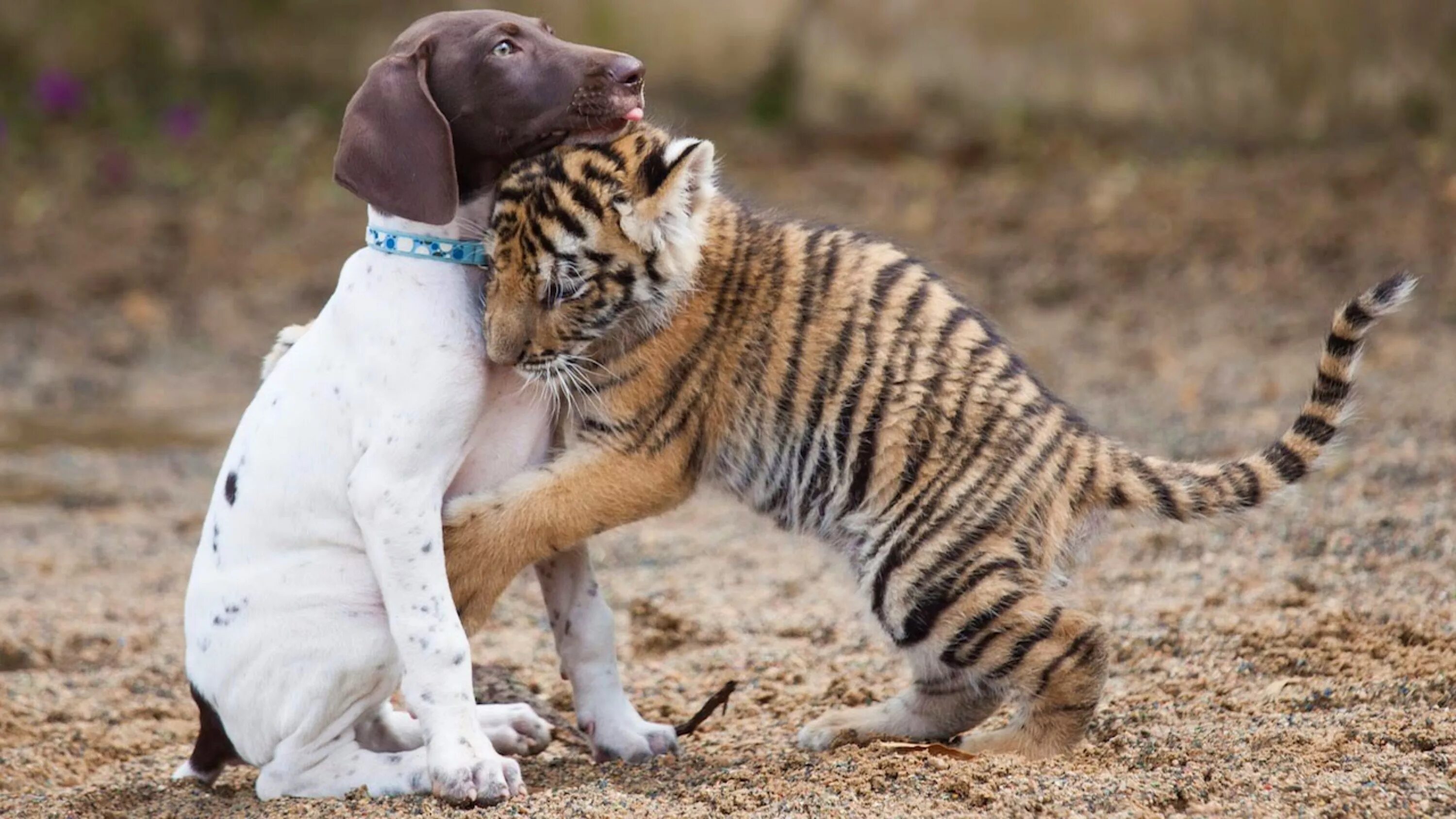 Тигр и собака мужчина. Тайгер порода собак. Животные друзья. Дружба животных. Интересные животные.