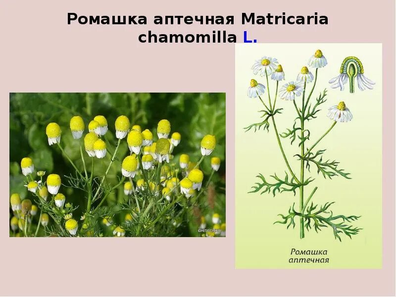 Matricaria Chamomilla l.. Систематика ромашки аптечной. Ромашка аптечная – Matricaria recutita l. Астровые – Asteraceae. Ромашка аптечная отличие от обычной ромашки. Тип ромашки лекарственной