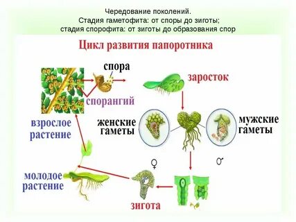 Растения с преобладающим спорофитом
