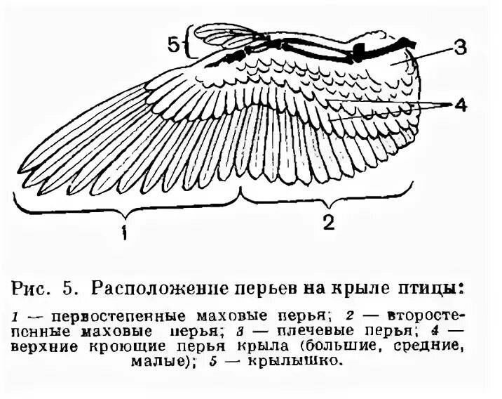 Наземно - воздушная среда - птицы. Миграция птиц