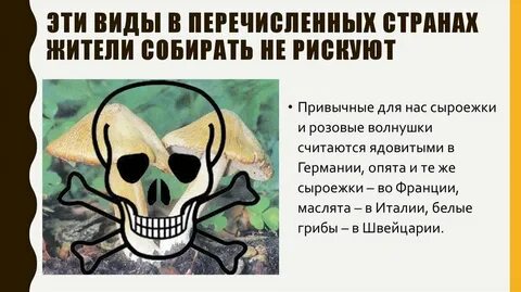 5 интересных фактов грибах
