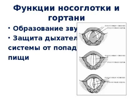 Функции носоглотки