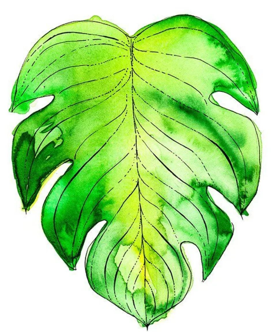 Рисунок больших листьев