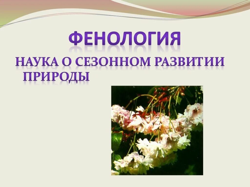 Что изучает фенология. Фенология. Фенология это наука изучающая. Фенология презентация.