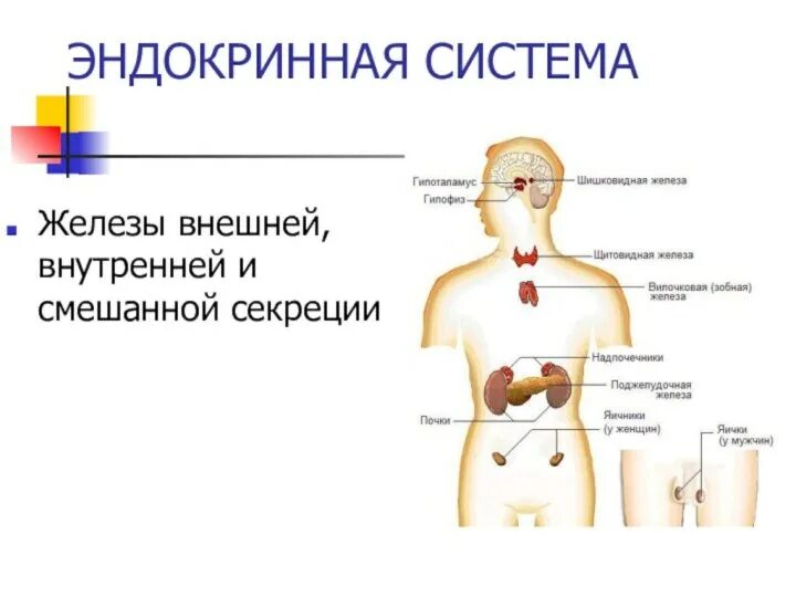 .Система желез внутренней секреции. Функции. Эндокринная система железы внутренней и внешней секреции. Эндокринная система железы внутренней и смешанной секреции. Железы внутренней секреции человека 8 класс биология.