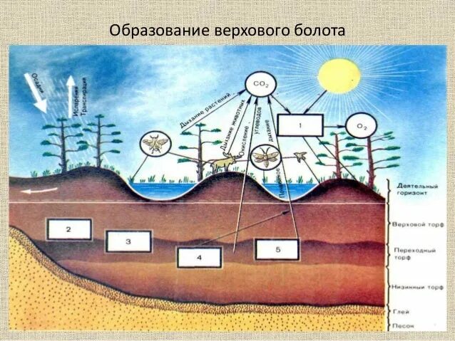 Как происходит образование торфа на болотах. Образование болота. схема болота. схема образования болот. структура болот.
