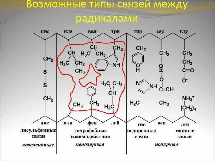 Типы связей в молекулах белков. Типы связей в белковых молекулах. Виды связей в белковой молекуле. Типы связей в молекуле белка. Связи в белковой молекуле