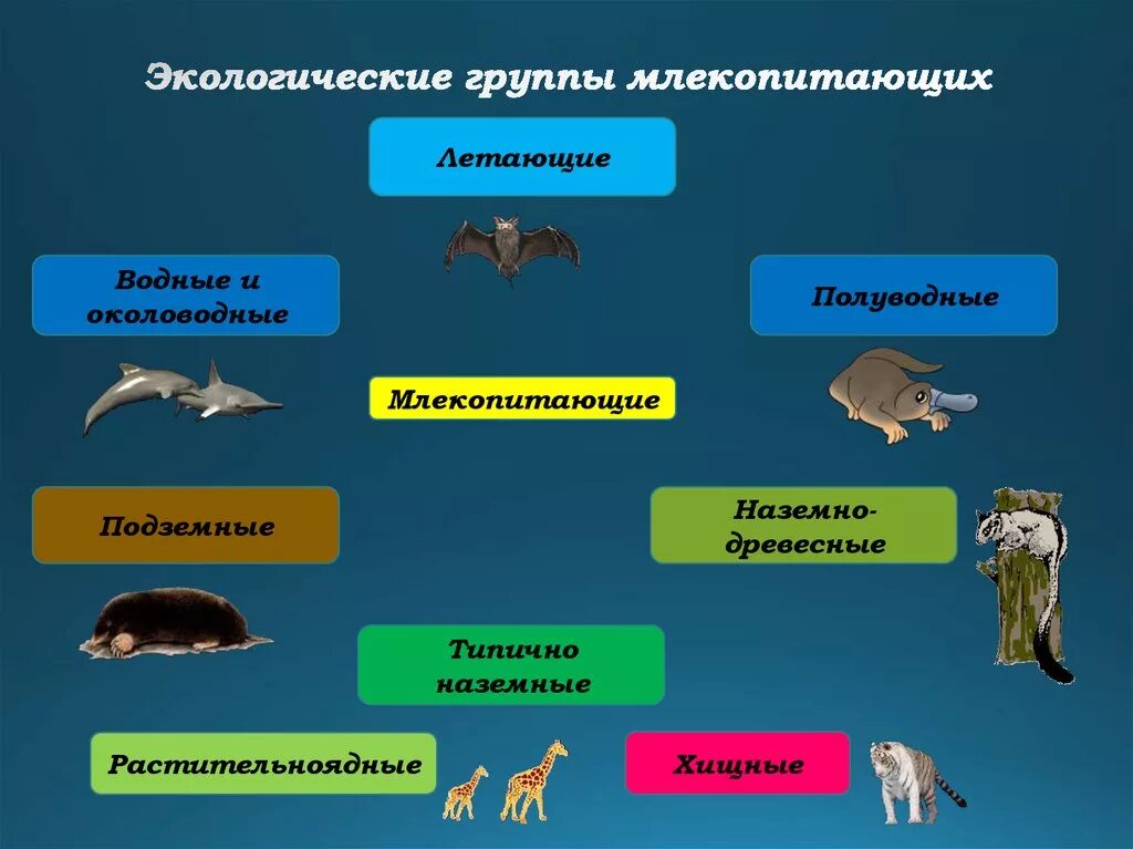 Выберите три признака характерные класс млекопитающие. Группы млекопитающих. Экологические группы зверей. Экологические группы м.