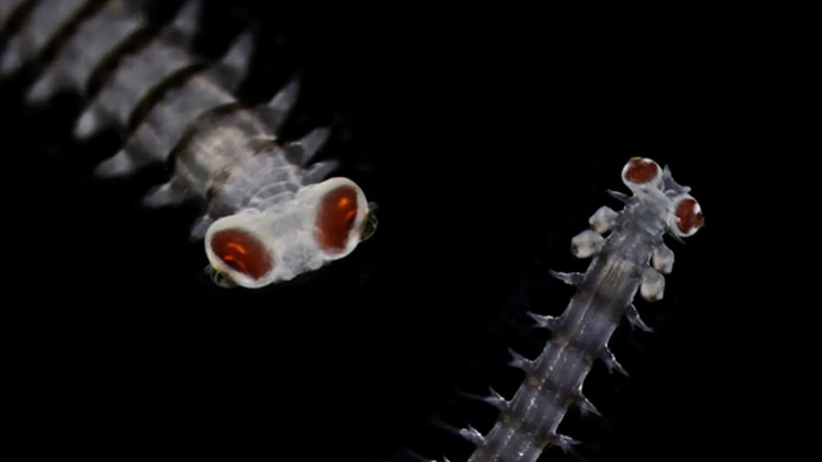 Морские многощетинковые черви. The smallest creature. The smallest creature. Маленькие существа в воде. The smallest creature.