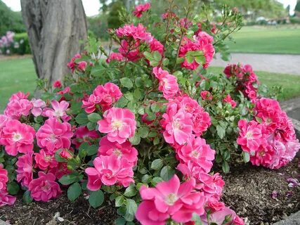 Cover rose