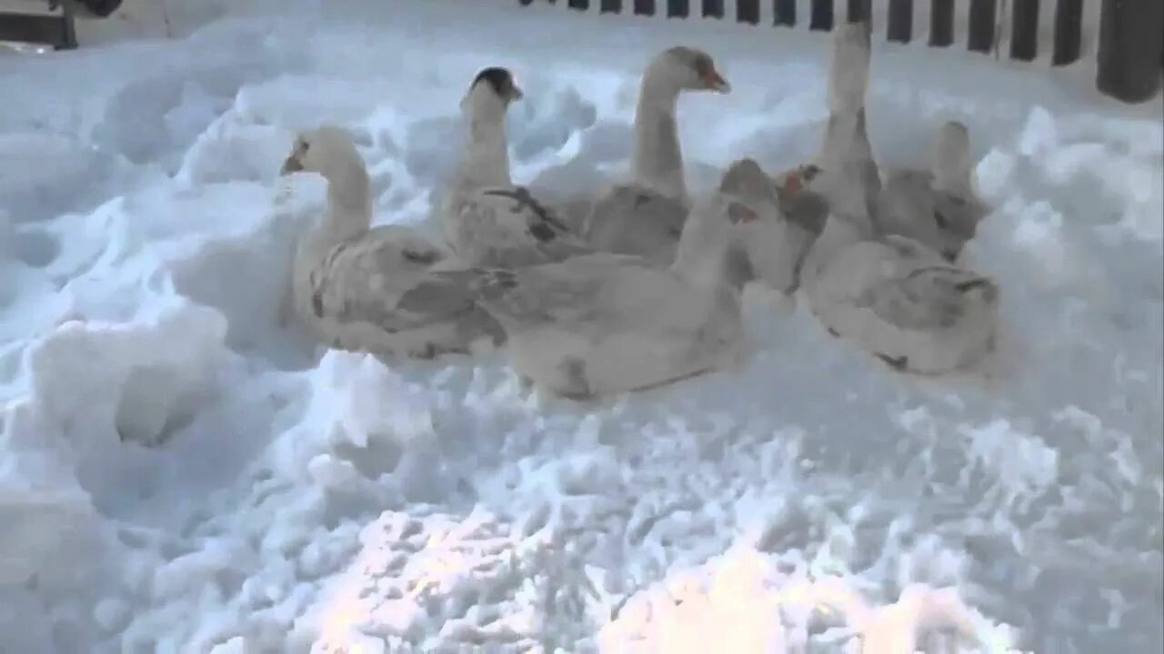 Содержание гусей зимой. Гуси зимой. зимовка гусиной фермы. содержание гусей. гуси зимой фото.