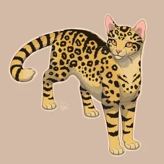 Коты воители пятнистый
