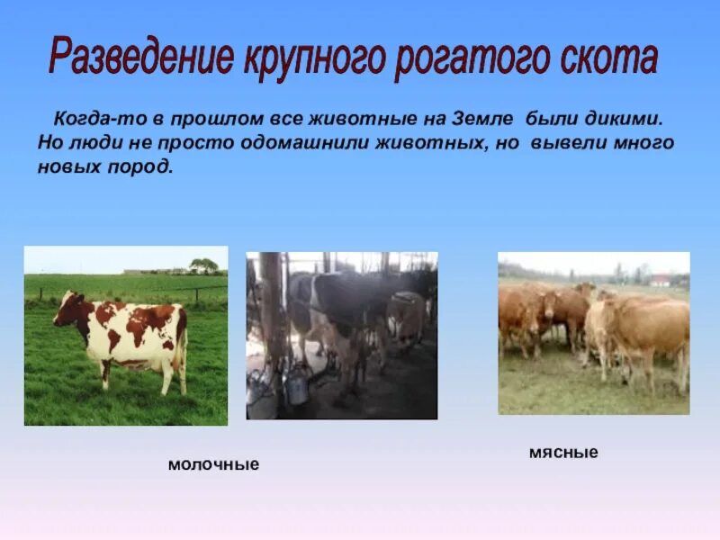 Отрасли животноводства 3 класс окружающий. Отрасли животноводства 4 класс. Презентация по животноводству. Презентация по животноводству. Животноводство звери.
