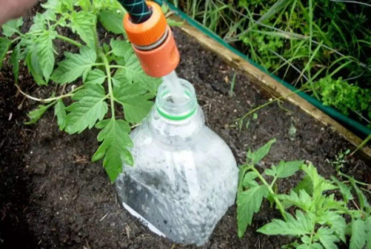 Бутылка помидор. Капельный полив из бутылки. полив помидор через пластиковые бутылки. капельный полив из пластиковых бутылок. полив через пластиковые бутылки в теплице.