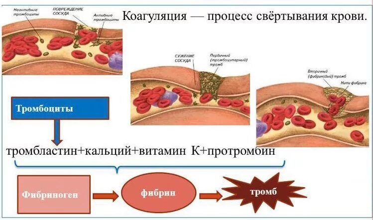 Процесс свертывания крови. Тромбоциты свертывание крови. Тромбоциты процесс свертывания крови. Схема свертываемости крови.