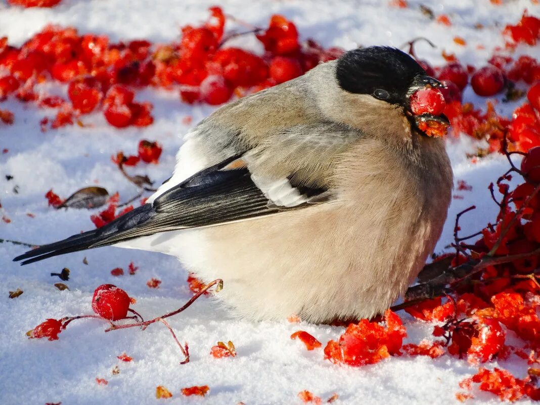 что кушают снегири. снегирь питается. птица снегирь на рябине. снегирь и ягоды. снегири.