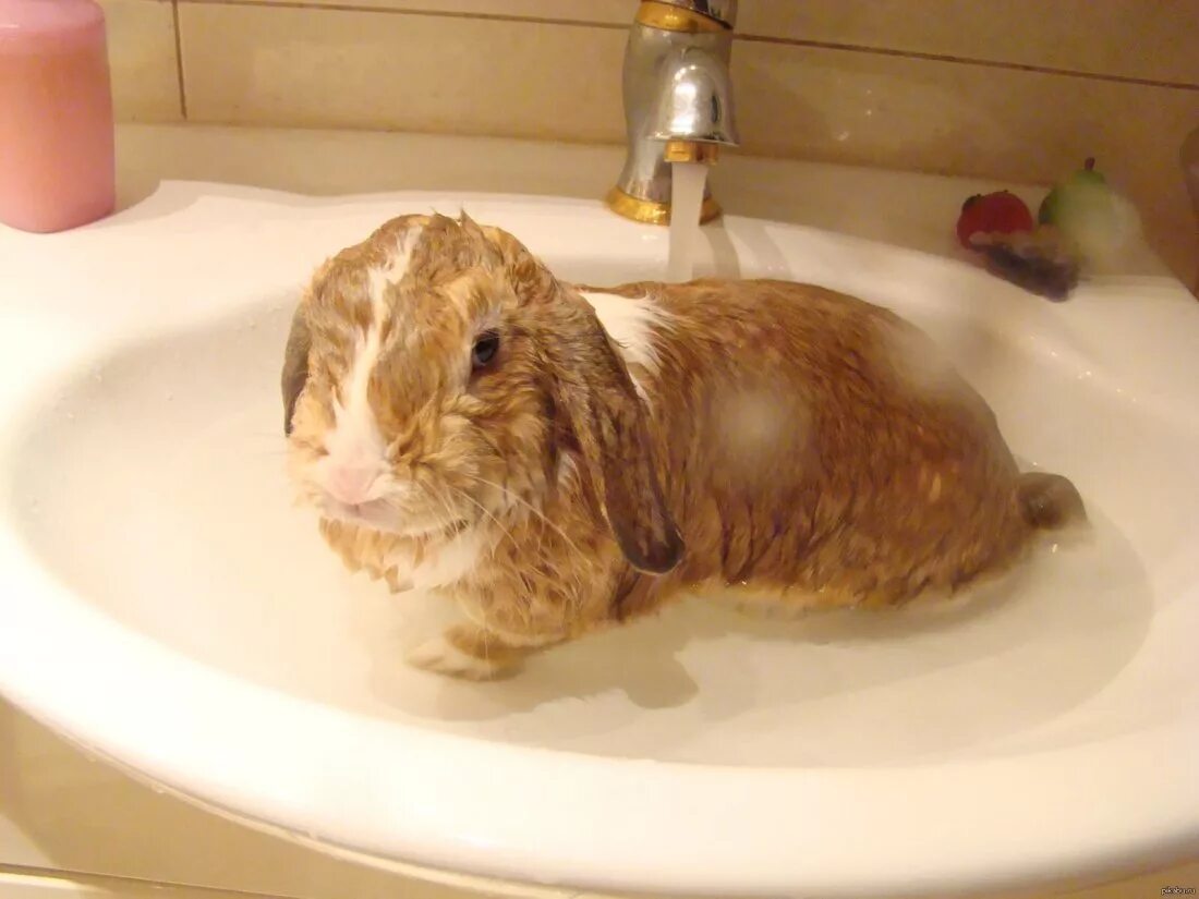 Можно ли мыть кролика декоративного. Кролик купается. Купание кролика декоративного. Мокрый кролик. Кролик купается в ванной.