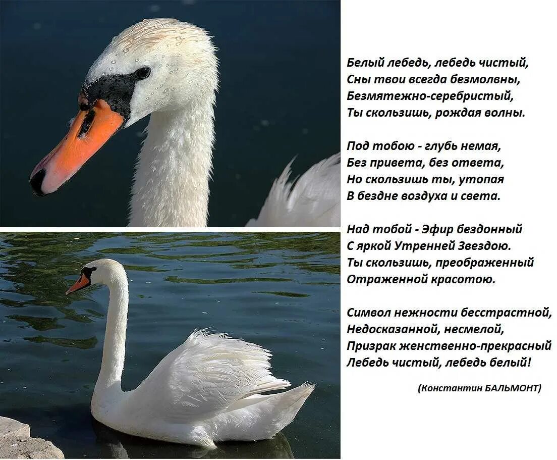 Прочитайте фрагмент стихотворения в брюсова вдруг лебедей