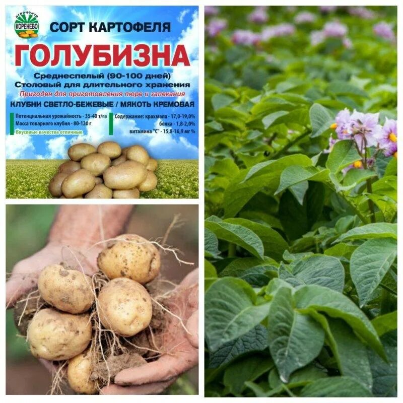 Картофель голубизна отзывы фото