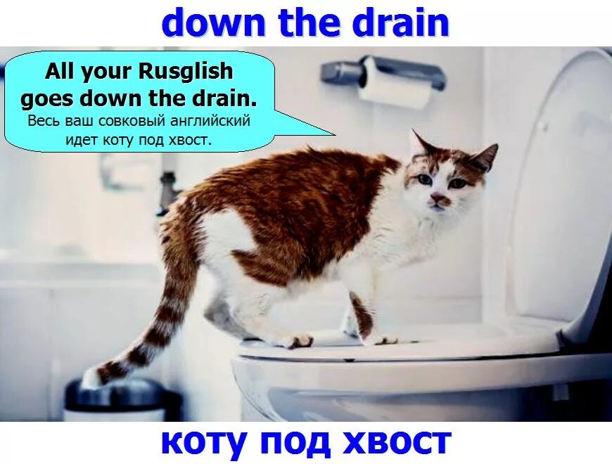 Для чего нужен хвост. Держать хвост пистолетом. Фразеологизм тянуть кота за хвост. Компания котиков. Под хвост девушке.