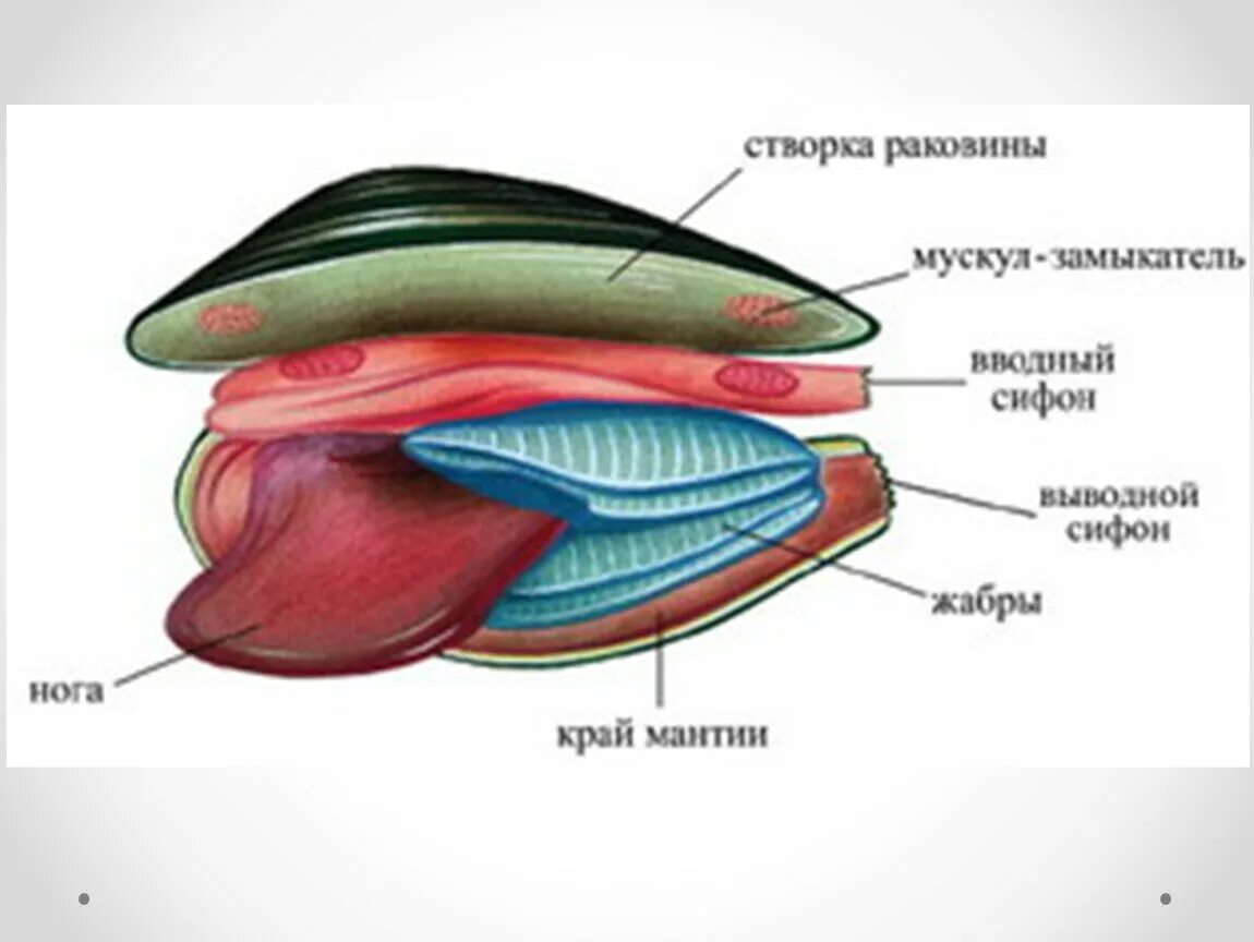 Орган дыхания устрицы. Дыхательная система беззубки. Беззубка моллюск орган дыхания. Двустворчатые моллюски беззубка. Дыхательная система беззубки моллюски.