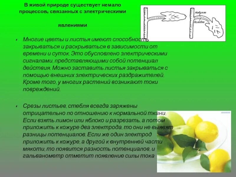 Электричество в природе презентация. Электрические процессы в живых организмах. Электричество в живой природе презентация. Электрические токи в живых организмах.