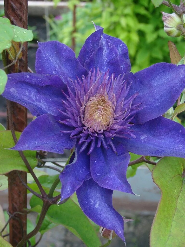 Clematis 'Rebecca' Clematite, Clematite grimpante, Grandes fleurs