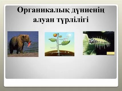 Ақылды анал