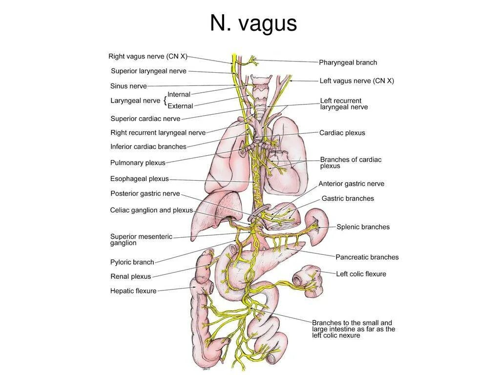 Блуждающий нерв рисунок. Блуждающий нерв анатомия иннервация. Нервус вагус топография. Вагус блуждающий нерв. Схема блуждающего нерва анатомия.