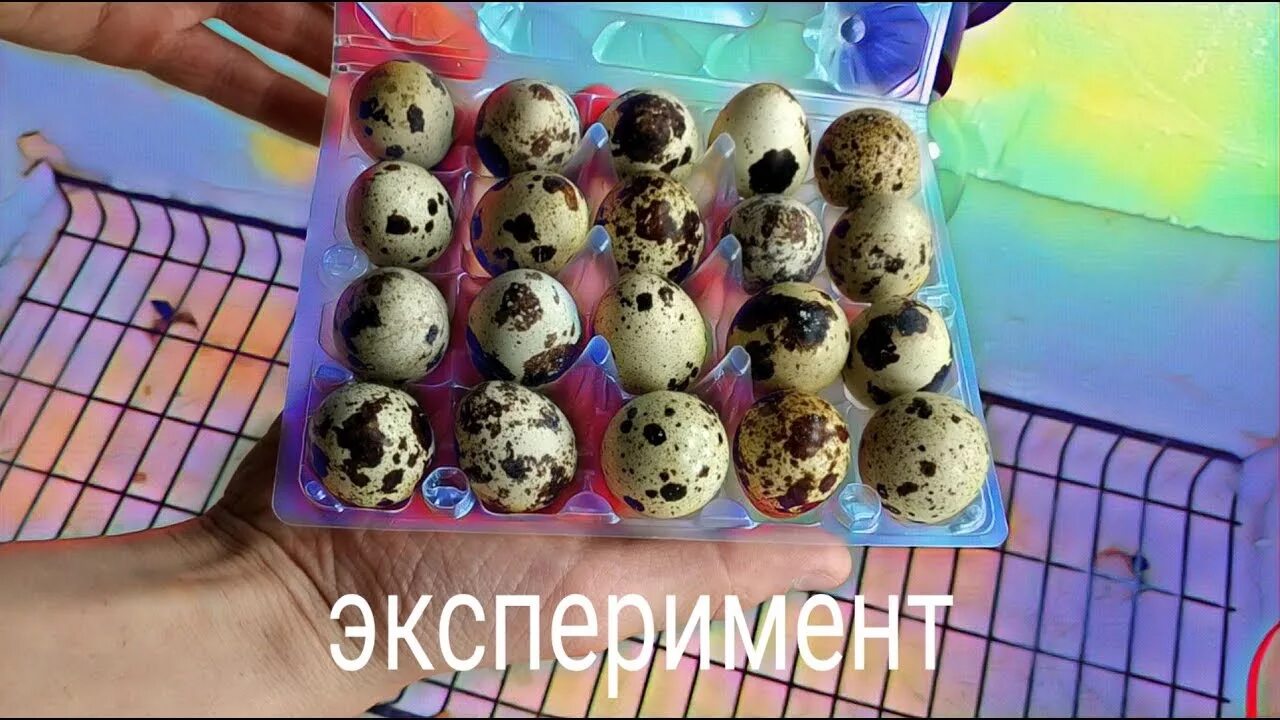 Эксперимент перепел. Перепела из магазинных яиц. перепела на батарее из магазинных яиц. лампа для птенцов перепелов.