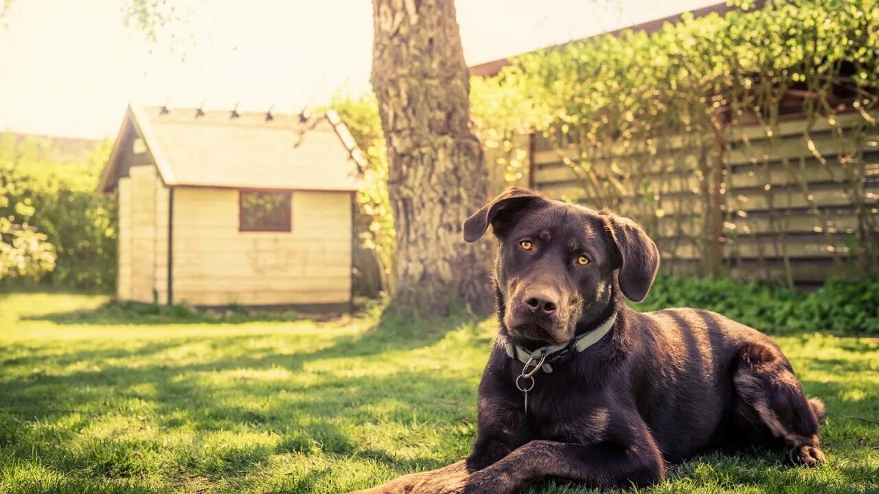 Красивая будка для собаки. Дом для большой собаки. Dog house. Собачка в будке. The dogs are in the house.
