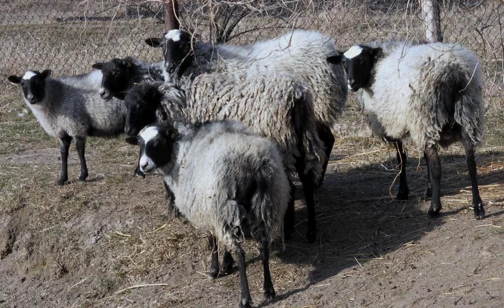 Ягнята ростовская область. Романовская порода овец. Рамановская порода овец. Романовская овца с ягнятами. Рост овца Романовская.