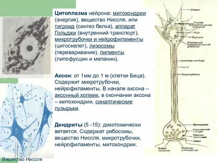 Трофическая функция нейрона